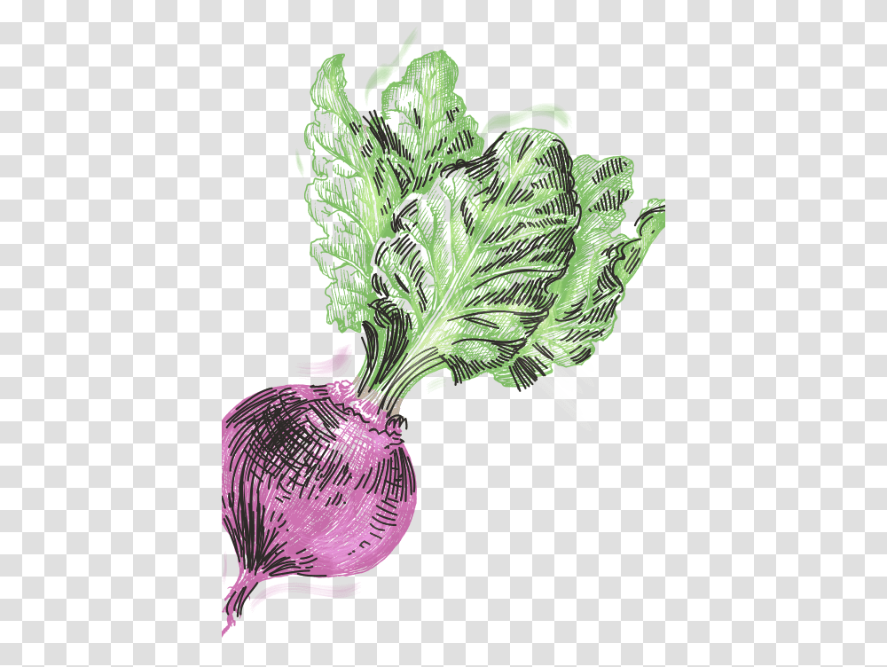 Chard, Plant, Turnip, Produce, Vegetable Transparent Png