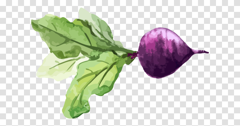 Chard Turnip Watercolor Painting Vegetable Food Food Watercolor, Plant, Produce, Fruit Transparent Png