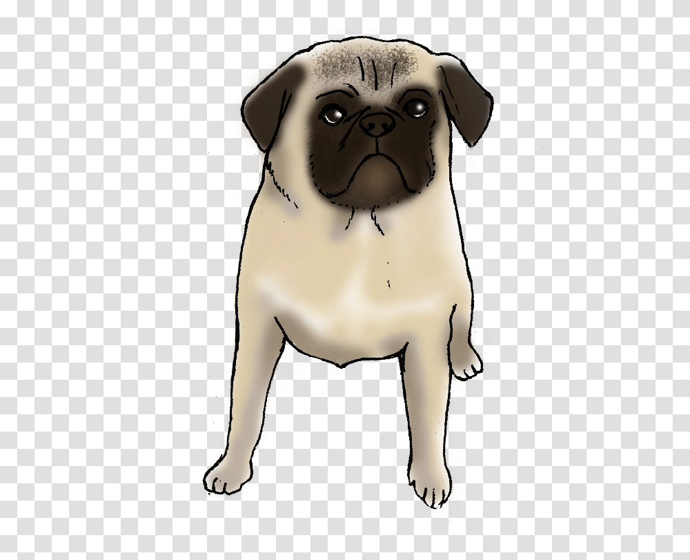 Charlie A Life With Pug, Mammal, Animal, Pet, Canine Transparent Png