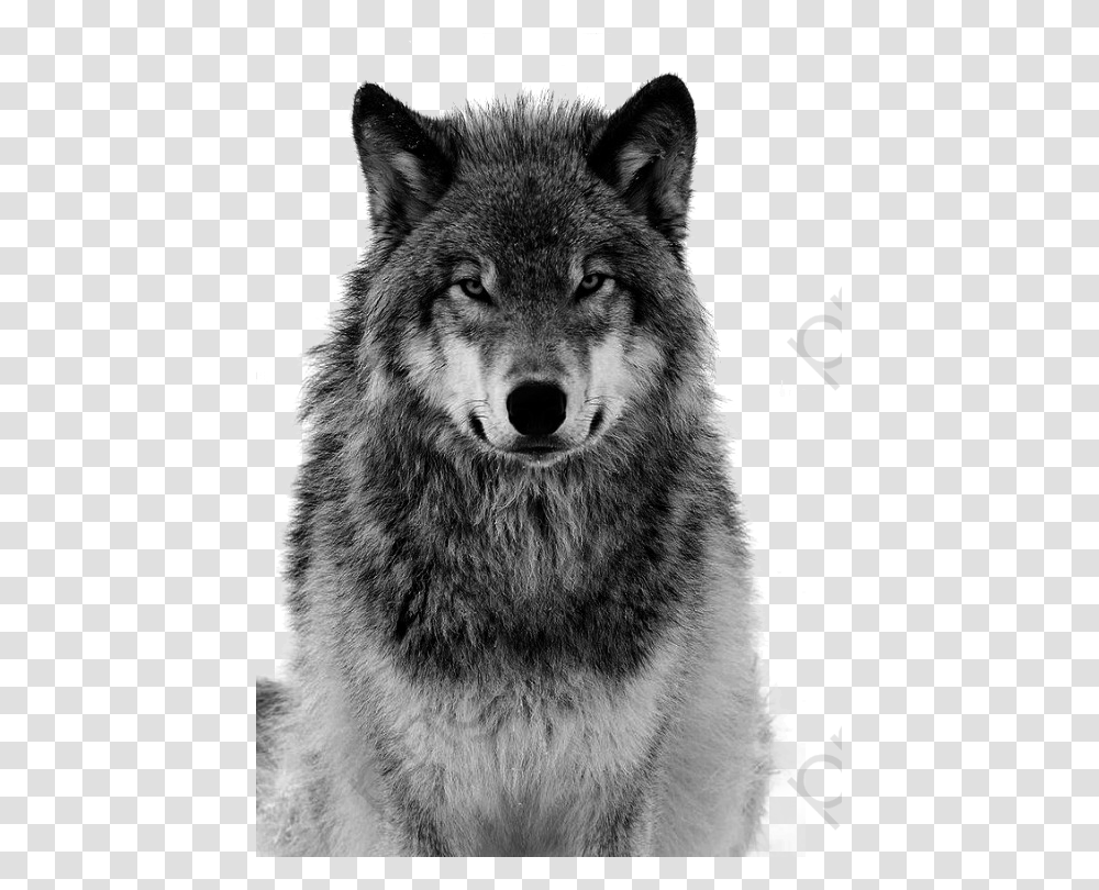 Charlottes Web Clipart Angry Wolf Look, Mammal, Animal, Bear, Wildlife Transparent Png
