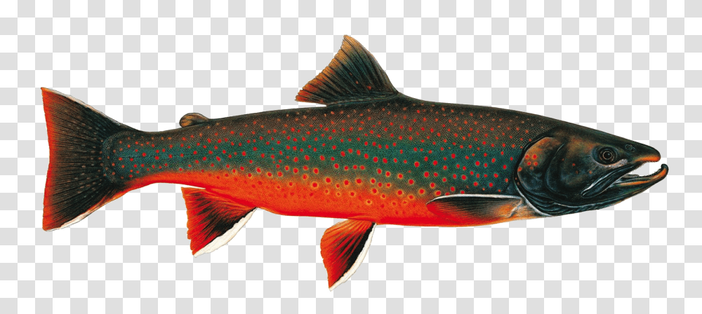 Chasing Western Native Trout, Fish, Animal, Coho, Cod Transparent Png
