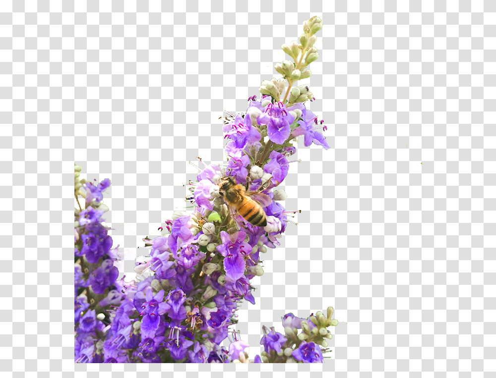 Chaste Berry TinctureClass Lazyload Lazyload Fade, Plant, Honey Bee, Insect, Invertebrate Transparent Png