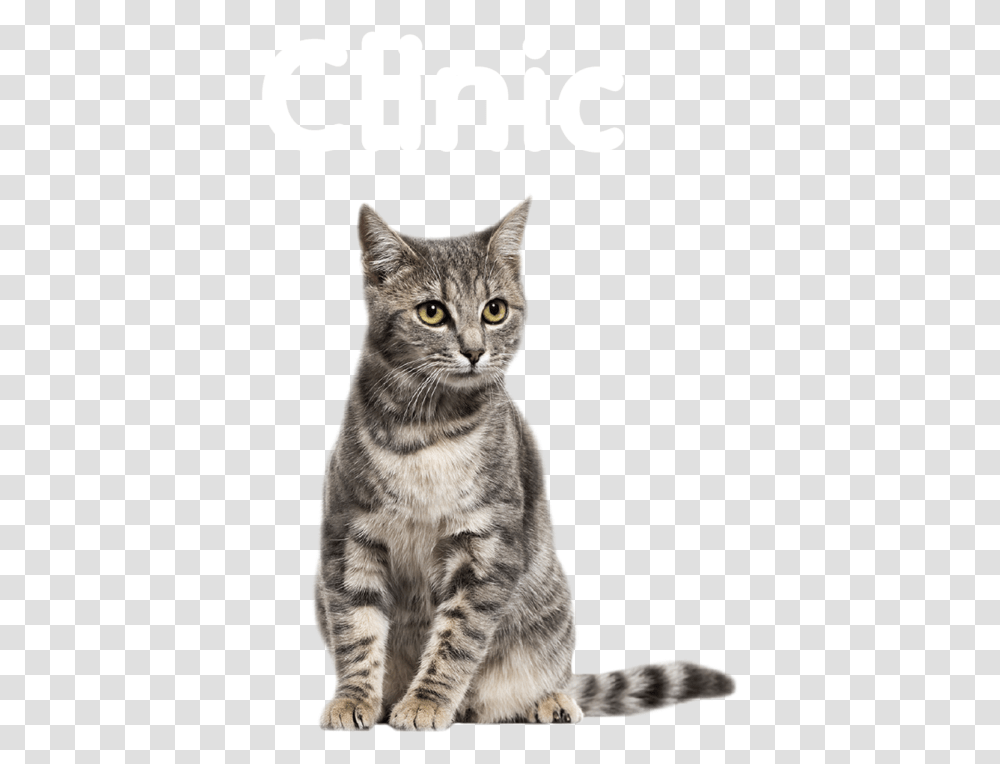 Chat Assis Gris Et Blanc Cat, Pet, Mammal, Animal, Manx Transparent Png