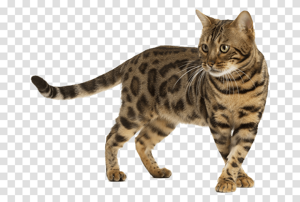 Chat Bengal Background Bengal Cat, Manx, Pet, Mammal, Animal Transparent Png