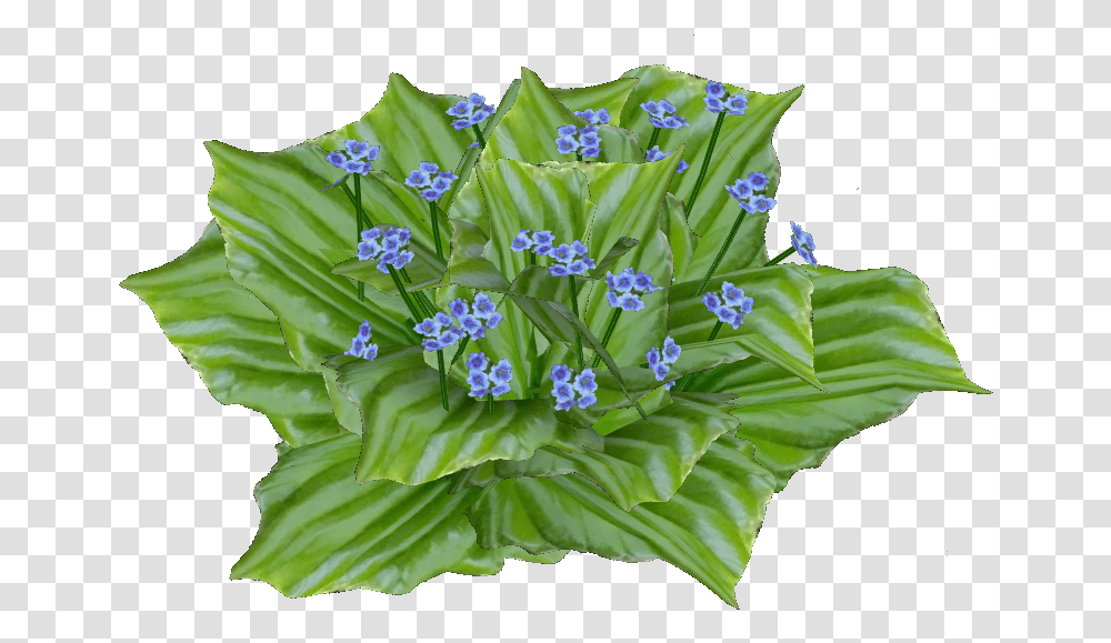 Chatham Island Forget Me Not Cut Flowers, Plant, Blossom, Floral Design, Pattern Transparent Png