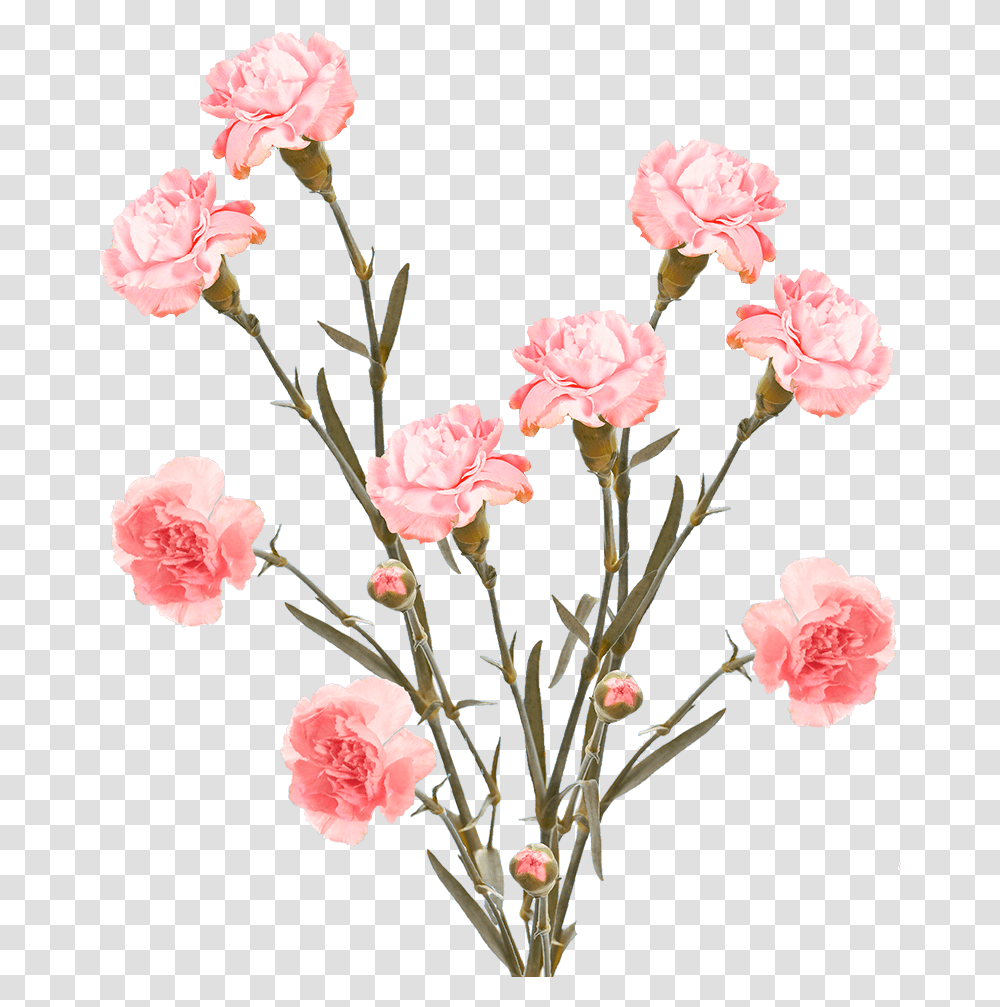 Cheap Pink Spray Carnation Flowers Floral, Plant, Blossom Transparent Png
