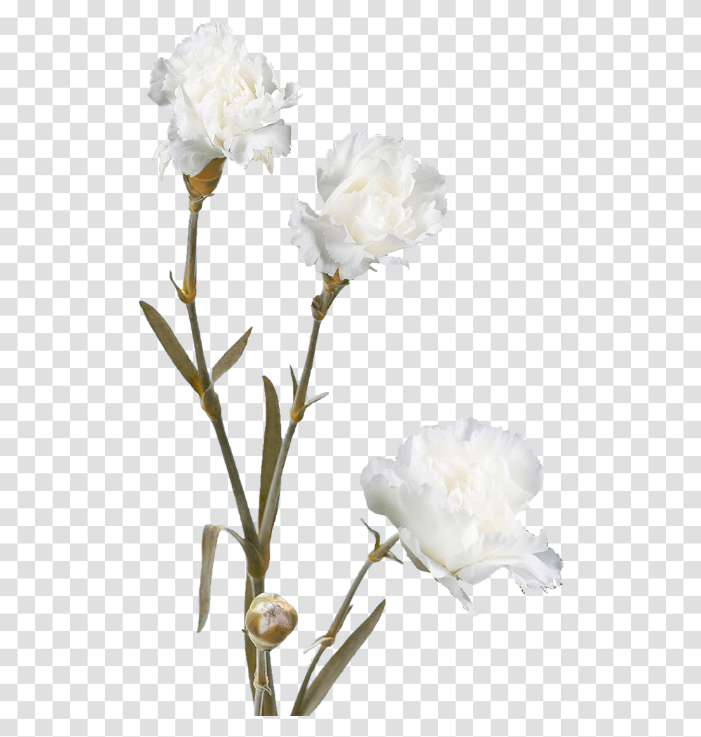 Cheap White Spray Carnation Flowers Floribunda, Plant, Blossom, Peony, Rose Transparent Png