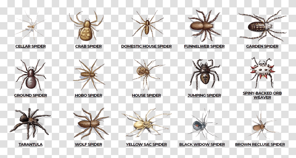 Check Here Are Various Types Of Spiders Such As Cellar Poisonous Spiders In Alabama, Invertebrate, Animal, Arachnid, Anise Transparent Png