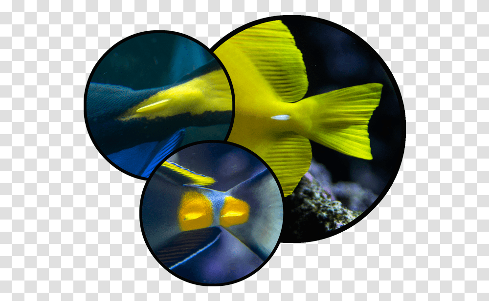 Check Out Those Scalpels Blue Tang Tail, Water, Angelfish, Sea Life, Animal Transparent Png