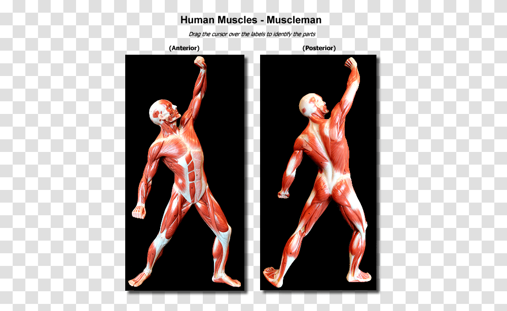Cheek Cells Anatomy And Physiology Muscle Man, Person, Dance, Leisure Activities, People Transparent Png