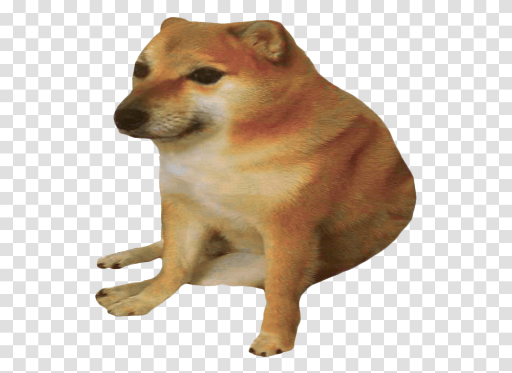 Cheems Doge, Pet, Canine, Animal, Mammal Transparent Png