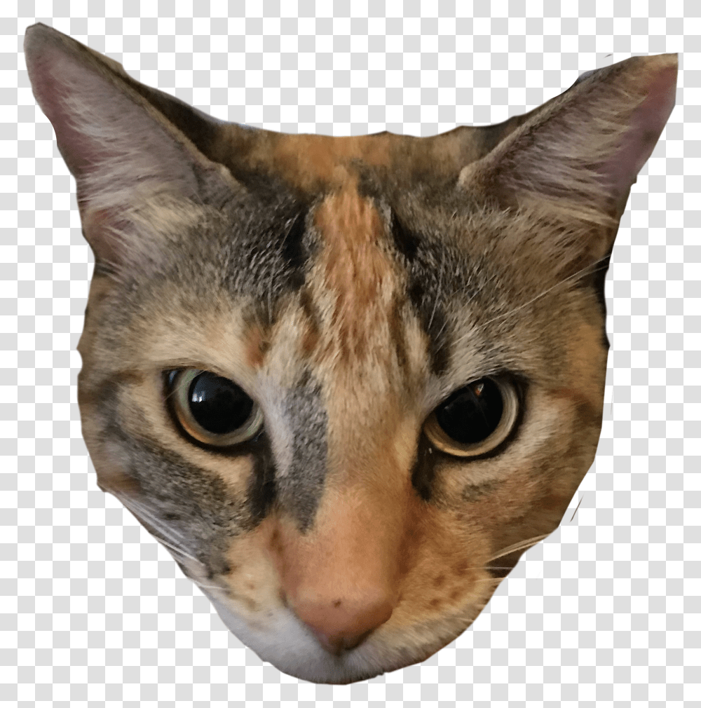 Cheese Cheesethecat Cats Cat Calico Calicocat Domestic Short Haired Cat Transparent Png
