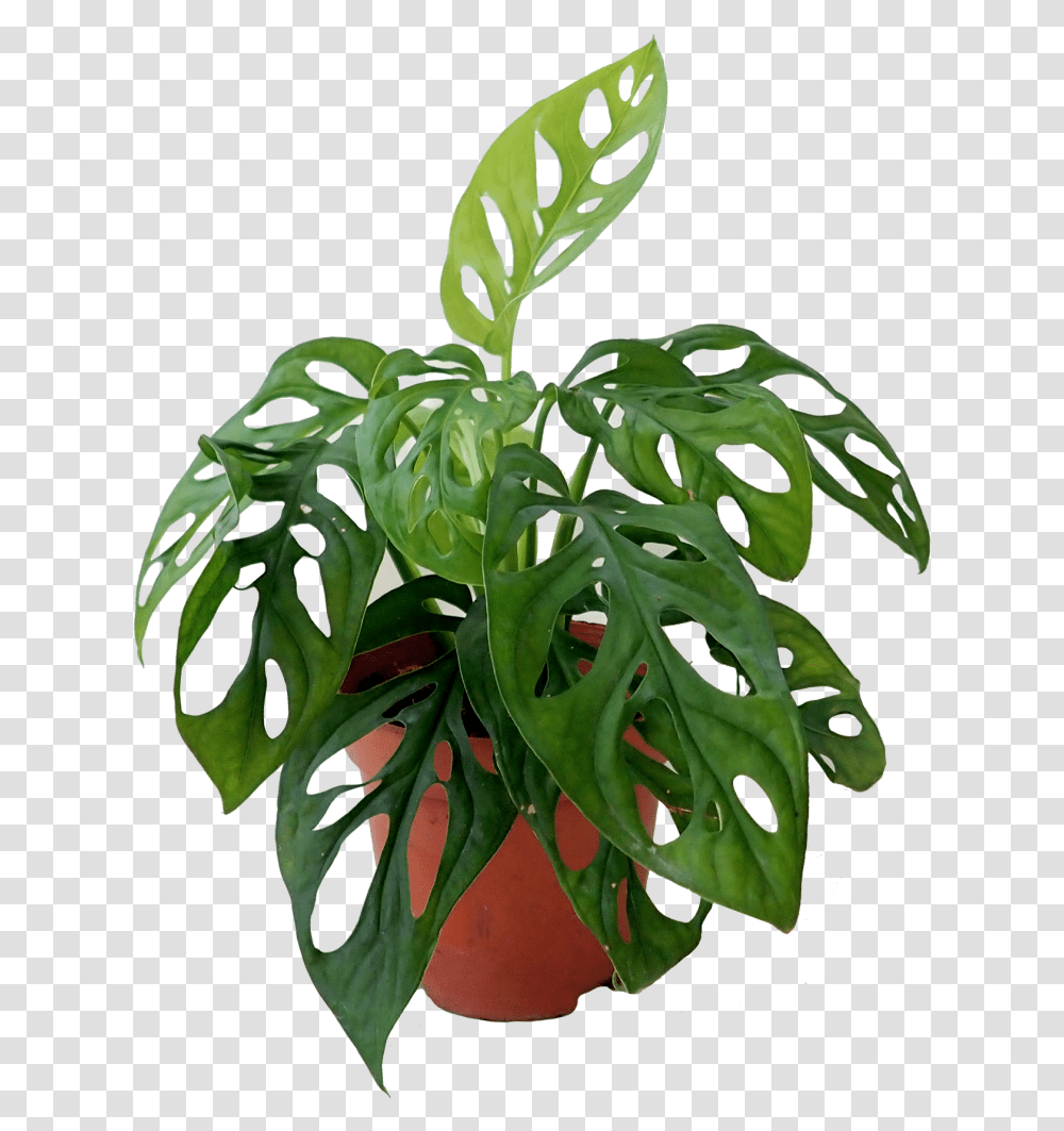Cheese Plant Monstera Monestra Plant, Potted Plant, Vase, Jar, Pottery Transparent Png