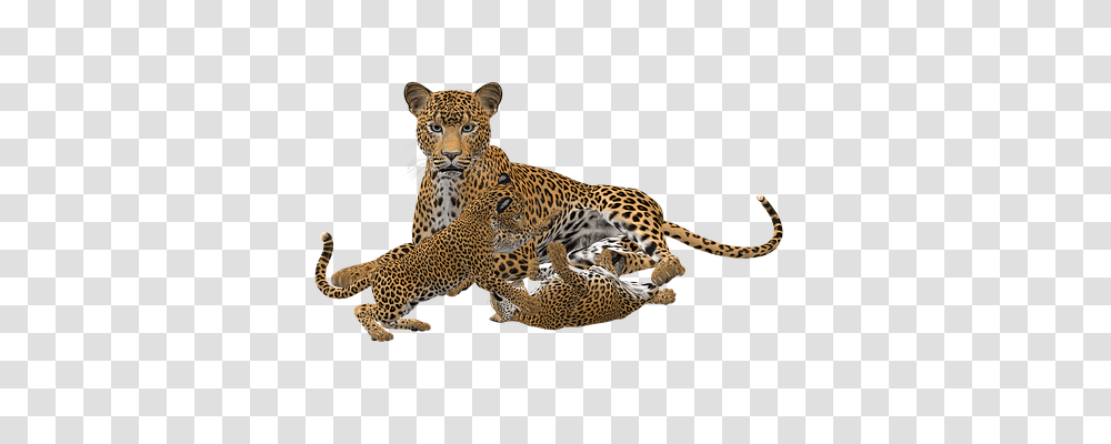 Cheetah Animals, Panther, Wildlife, Mammal Transparent Png