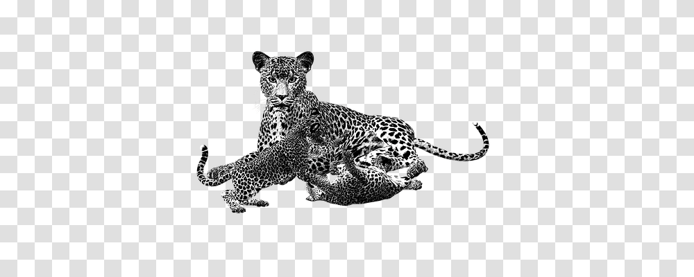 Cheetah Animals, Panther, Wildlife, Mammal Transparent Png