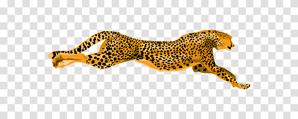 Cheetah Animals, Wildlife, Mammal, Panther Transparent Png