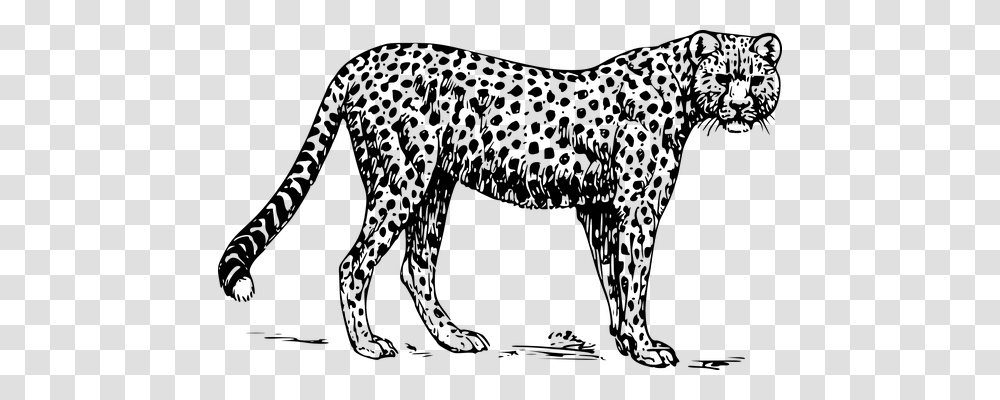 Cheetah Nature, Gray, World Of Warcraft Transparent Png