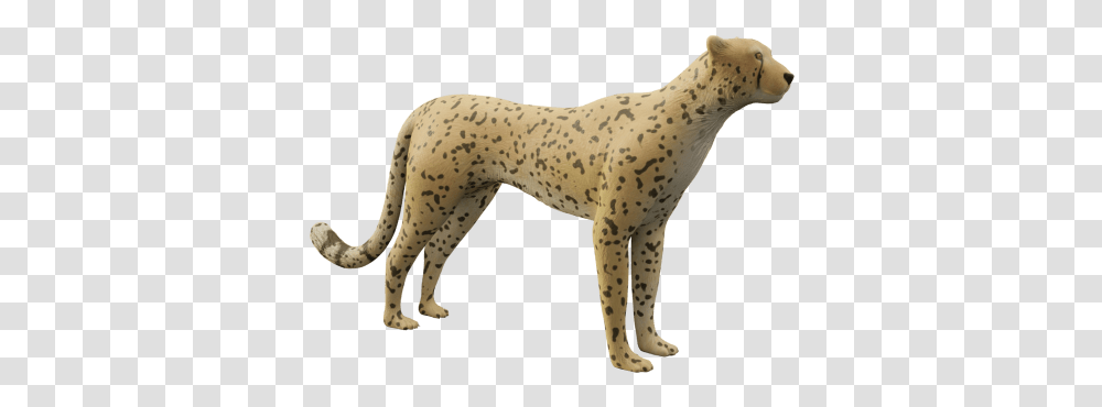 Cheetah, Animal, Mammal, Wildlife, Canine Transparent Png