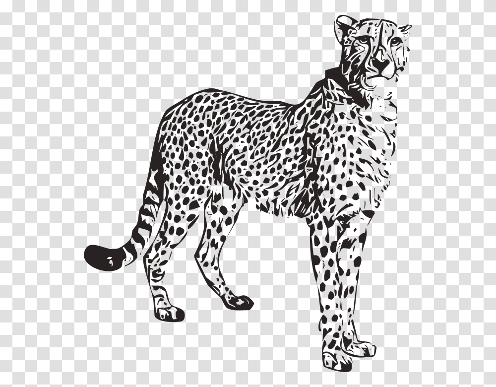 Cheetah Animal Wild Nature Africa Safari Wildlife Animal Cheetah, Mammal, Panther, Leopard, Jaguar Transparent Png