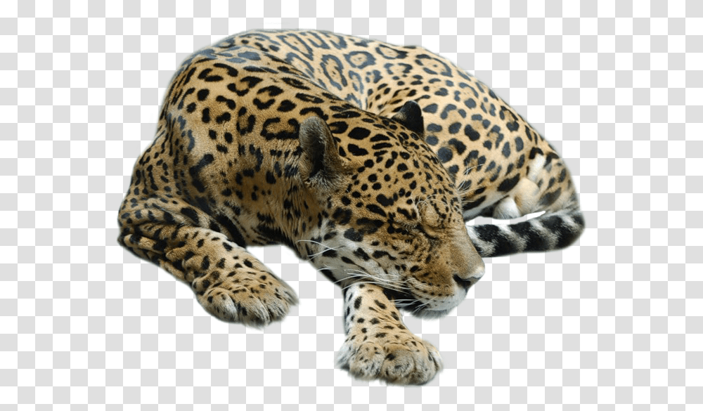 Cheetah, Animals, Panther, Wildlife, Mammal Transparent Png