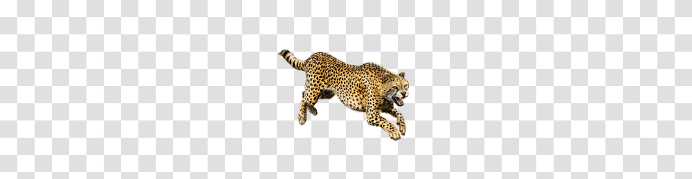 Cheetah, Animals, Panther, Wildlife, Mammal Transparent Png