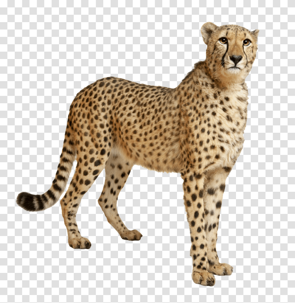 Cheetah, Animals, Wildlife, Mammal, Panther Transparent Png