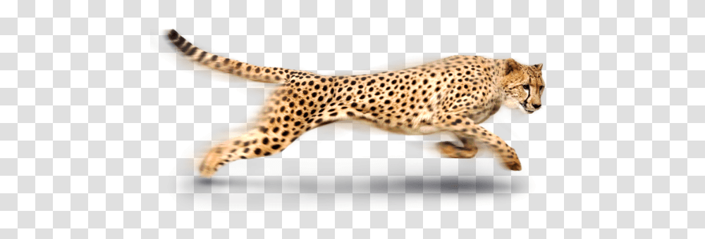 Cheetah, Animals, Wildlife, Mammal, Panther Transparent Png