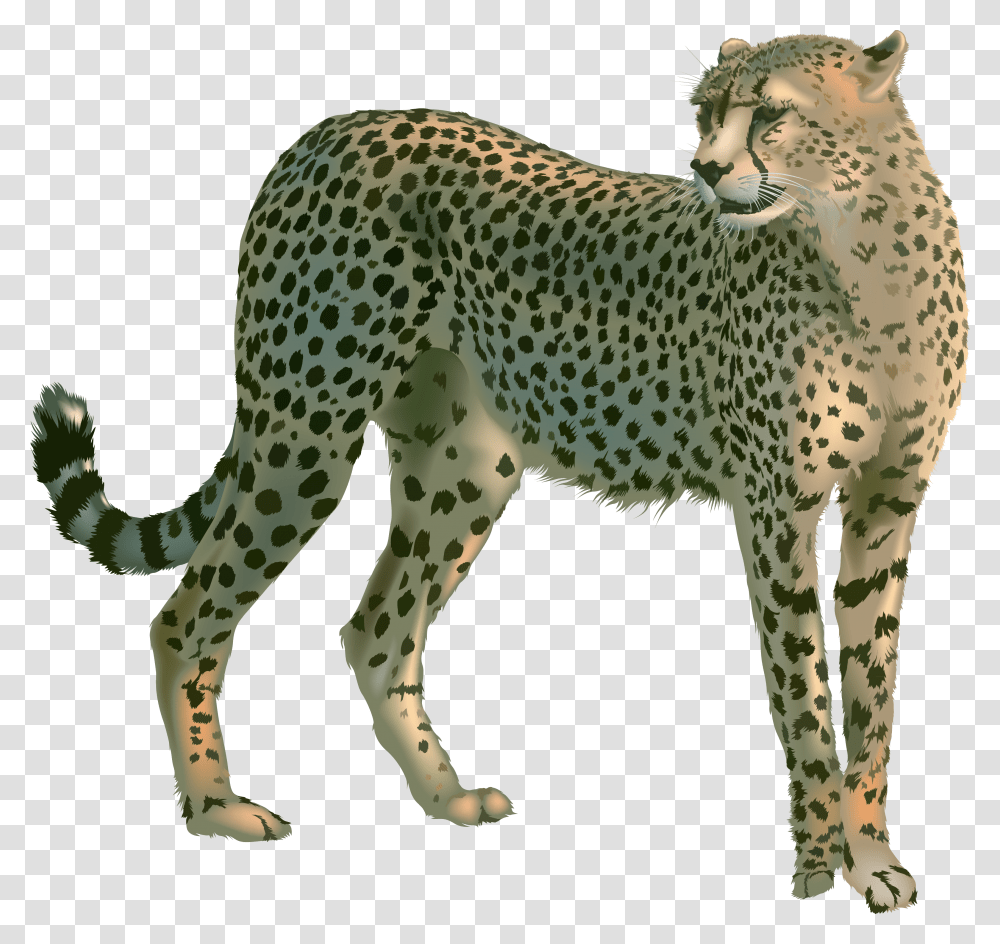 Cheetah, Animals, Wildlife, Mammal, Panther Transparent Png