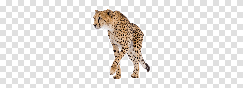 Cheetah, Animals, Wildlife, Mammal, Panther Transparent Png