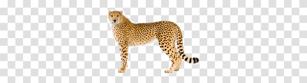 Cheetah, Animals, Wildlife, Mammal, Panther Transparent Png