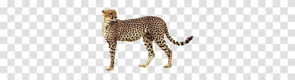 Cheetah, Animals, Wildlife, Mammal, Panther Transparent Png