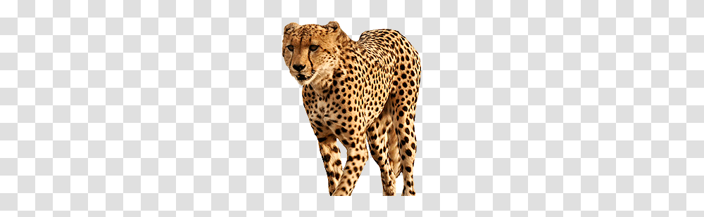 Cheetah, Animals, Wildlife, Mammal, Panther Transparent Png