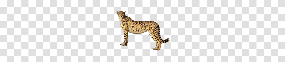 Cheetah, Animals, Wildlife, Mammal, Panther Transparent Png