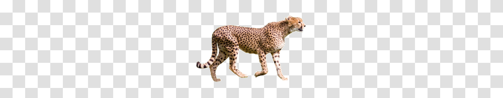 Cheetah, Animals, Wildlife, Mammal, Panther Transparent Png