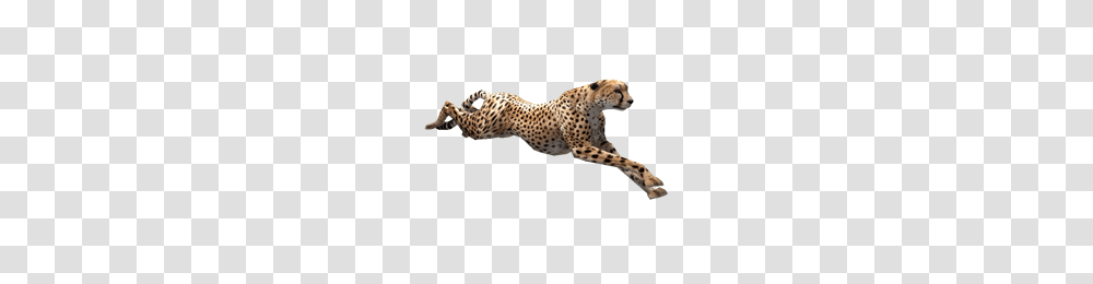 Cheetah, Animals, Wildlife, Mammal, Panther Transparent Png