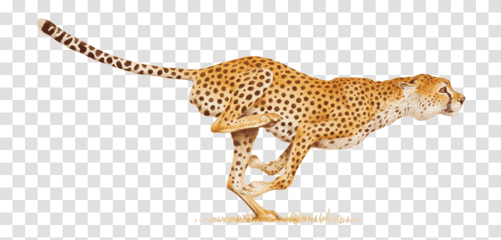 Cheetah, Animals, Wildlife, Mammal, Panther Transparent Png