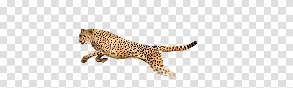 Cheetah, Animals, Wildlife, Mammal, Panther Transparent Png