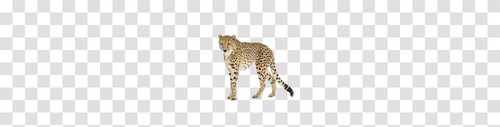 Cheetah, Animals, Wildlife, Mammal, Panther Transparent Png