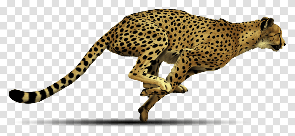 Cheetah, Animals, Wildlife, Mammal, Panther Transparent Png