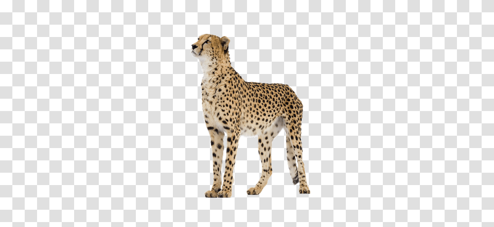 Cheetah, Animals, Wildlife, Mammal, Panther Transparent Png