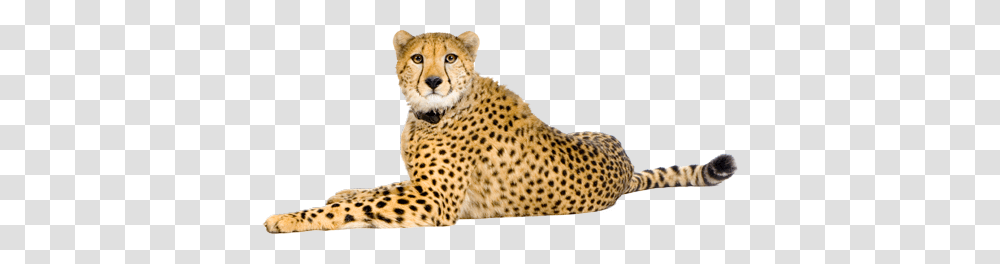 Cheetah, Animals, Wildlife, Mammal, Panther Transparent Png