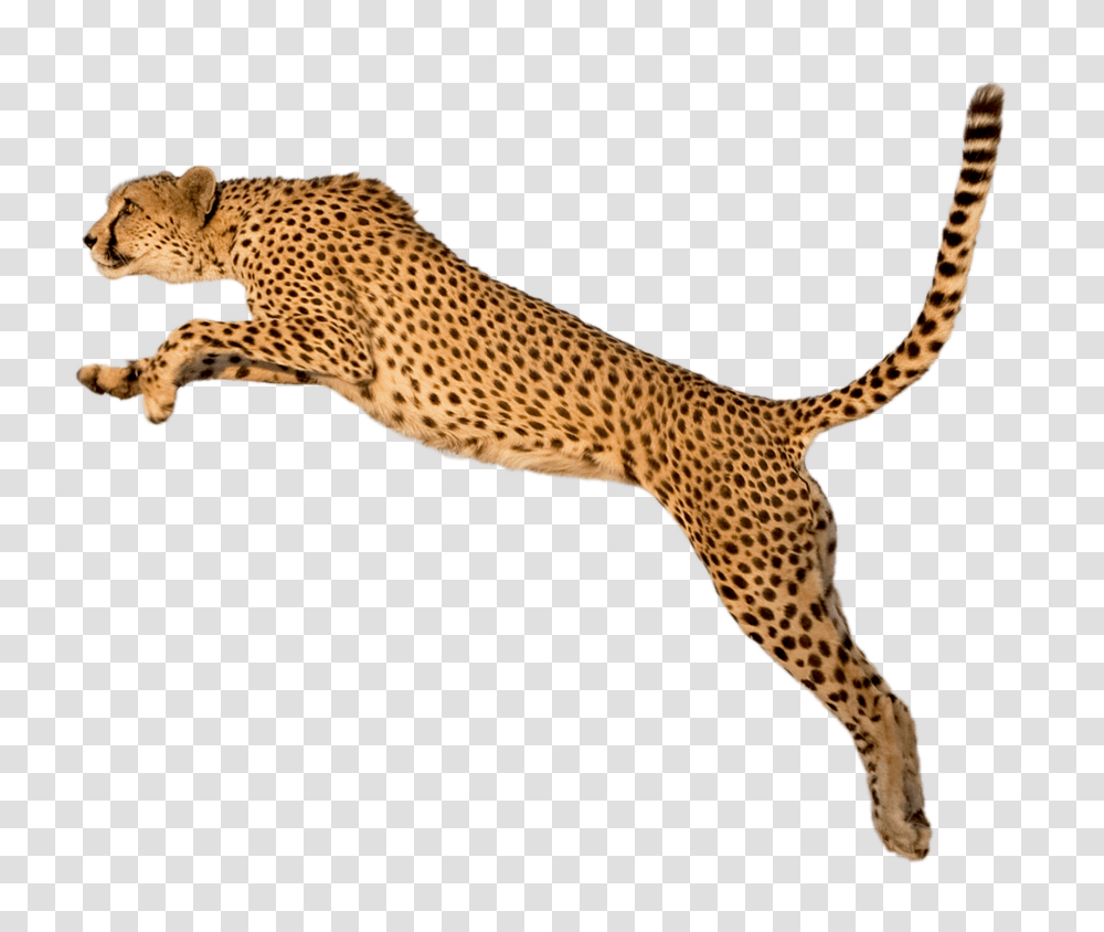 Cheetah, Animals, Wildlife, Mammal, Panther Transparent Png