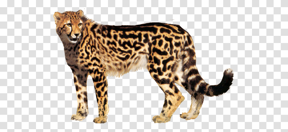 Cheetah, Animals, Wildlife, Mammal, Panther Transparent Png