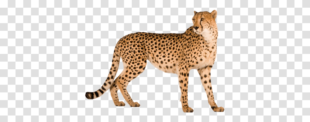 Cheetah, Animals, Wildlife, Mammal, Panther Transparent Png