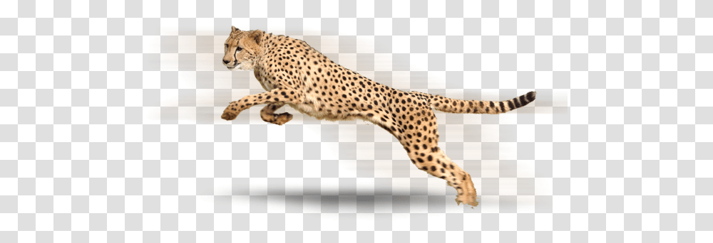 Cheetah, Animals, Wildlife, Mammal, Panther Transparent Png