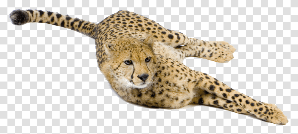 Cheetah Big Cat Terrestrial Animal Snout Cheetah Cheetah, Wildlife, Mammal, Panther, Jaguar Transparent Png