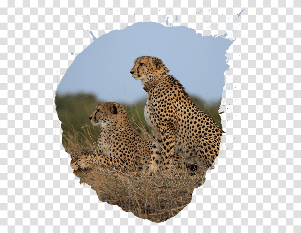 Cheetah Cartoon Animal Population, Wildlife, Mammal, Panther, Leopard Transparent Png