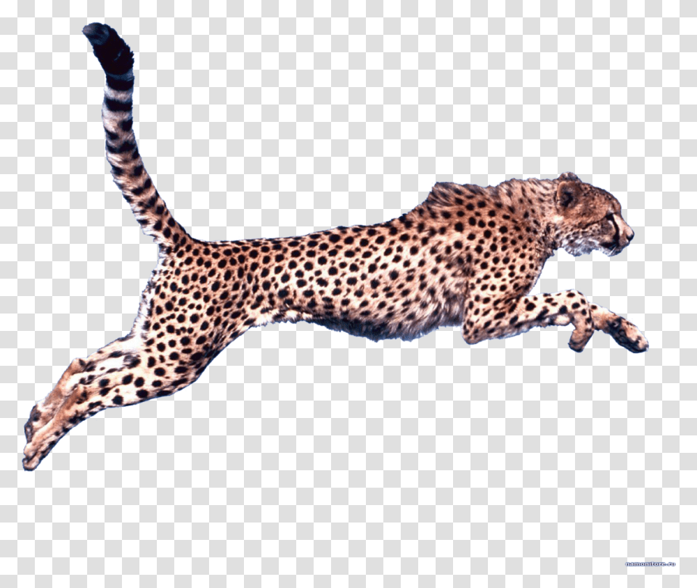 Cheetah Clip Art Cheetah Running Background, Wildlife, Mammal, Animal, Panther Transparent Png