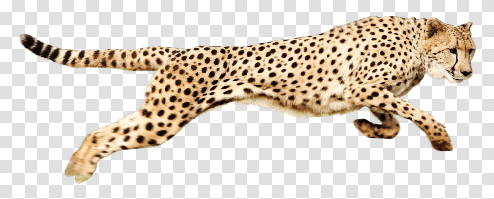 Cheetah Clipart Cheetah, Wildlife, Mammal, Animal, Panther Transparent Png