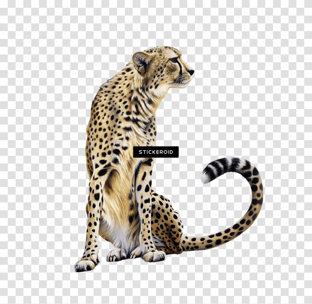 Cheetah Clipart Download Background Cheetah Clip Art, Wildlife, Mammal, Animal, Panther Transparent Png